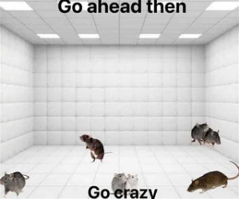 rubber room with rats